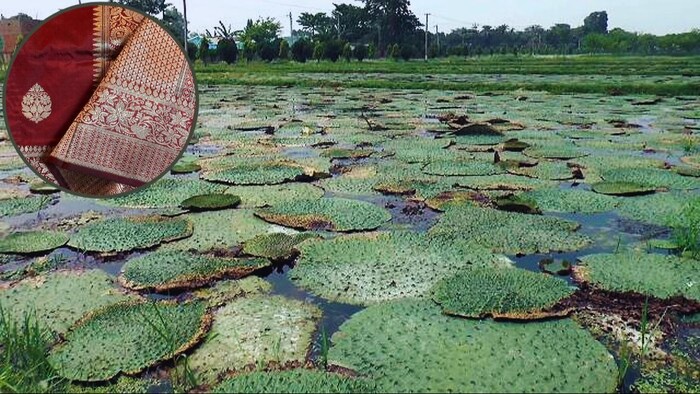 मखाने से बनाई जाती है बनारसी साड़ी