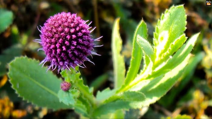 जानिए गोरखमुंडी के बारे में