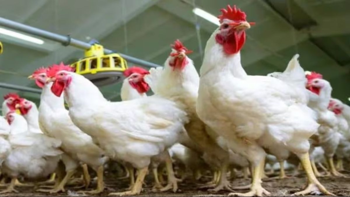 Poultry: बीमार मुर्गियों के क्या हैं लक्षण? बीमारियों की रोकथाम का क्या है उपाय?