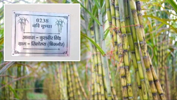 गन्ने की खेती