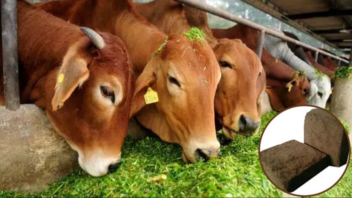 पशुओं को खिलाएं ये चारा, बढ़ेगा दूध उत्पादन