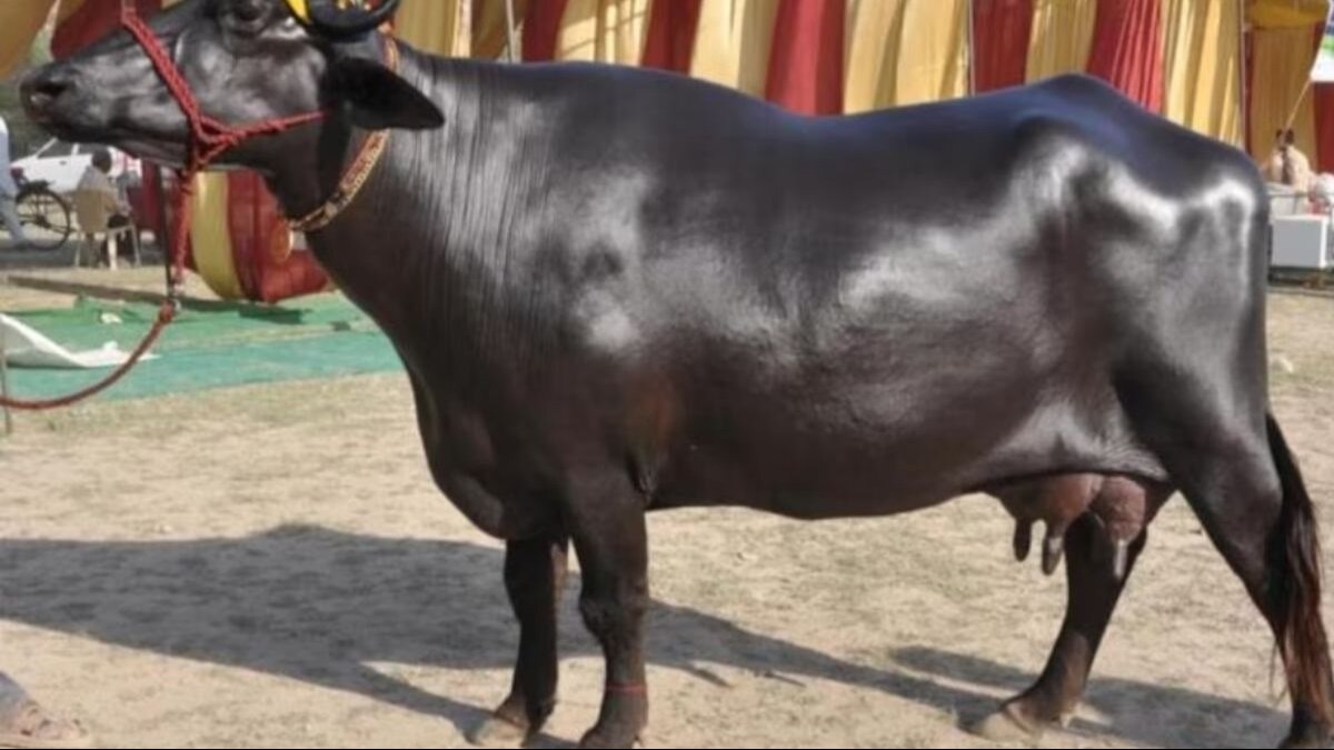 FMD: पंजाब के पशुओं में खुरपका-मुंहपका की दस्तक, बचाव के लिए गडवासु ने दिए टिप्स