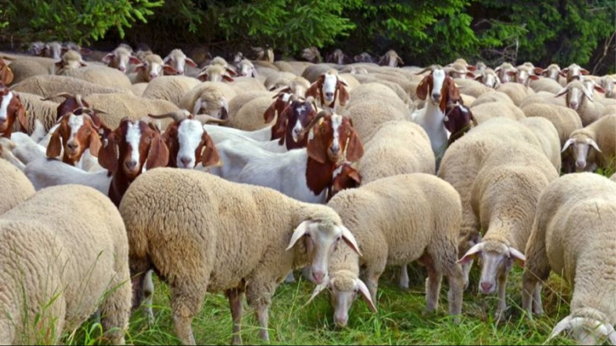 Goat and sheep Farming