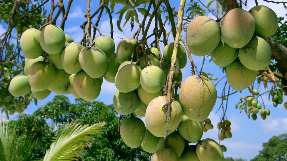 Mango Crop: इस बार महंगा बिकेगा आम, मौसमी मार से पैदावार में गिरावट की बढ़ी चिंता Mango Crop: इस बार महंगा बिकेगा आम, मौसमी मार से पैदावार में गिरावट की बढ़ी चिंता