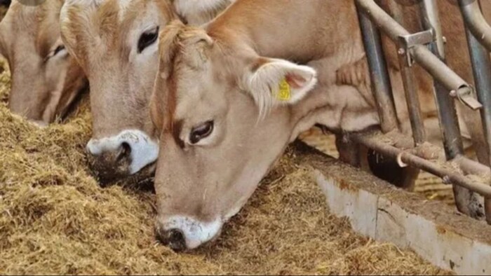 आज ही शुरू करें पशु चारे का बिजनेस