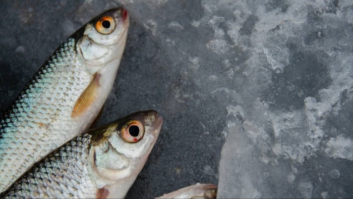 प्रतिकात्मक तस्वीर