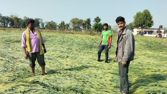 एमपी के सिवनी में किसानों की फसल खराब मौसम की भेंट चढ़ गई (फोटो: किसान तक)