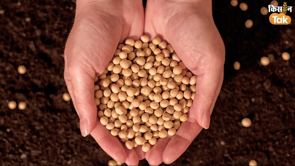 Soybean Price:  महाराष्ट्र की इस मंडी में सिर्फ 3000 रुपये क्विंटल रह गया सोयाबीन का दाम, जानिए प्रमुख मंडियों के भाव