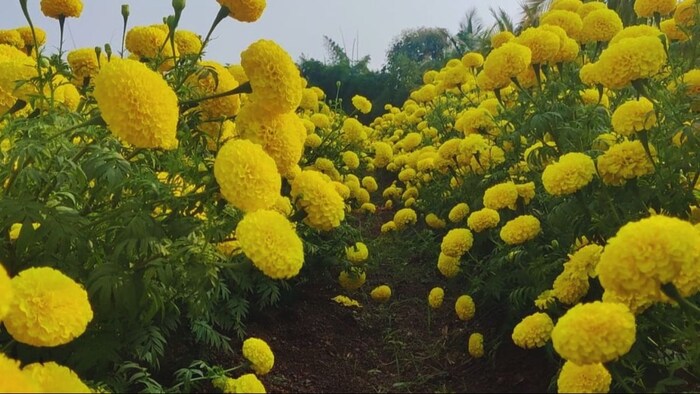 गेंदे की खरीदें बीज