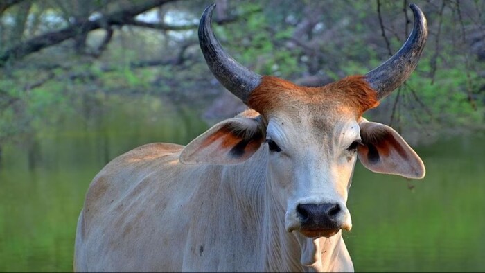 जानिए साहीवाल गाय के बारे में