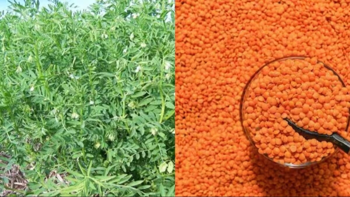 मसूर दाल की खरीद के लिए पोर्टल लॉन्च करेगी सरकार, रजिस्ट्रेशन करवाने वाले किसानों को मिलेगी MSP की गारंटी