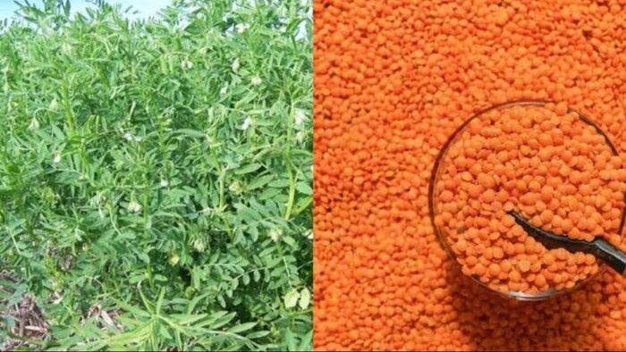मसूर दाल की खरीद पर मिलेगी एमएसपी की गारंटी. (सांकेतिक फोटो)