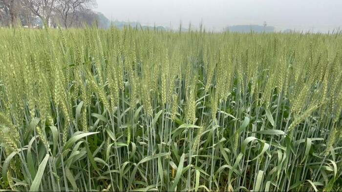 गेहूं की फसल से होगी बंपर पैदावार