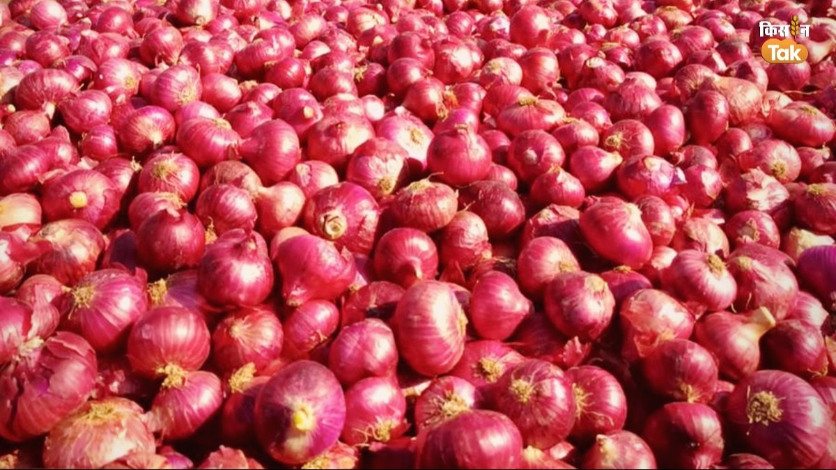  Onion Price: महाराष्ट्र में कितना है प्याज का थोक दाम, बाकी मंडियों के जान लें भाव