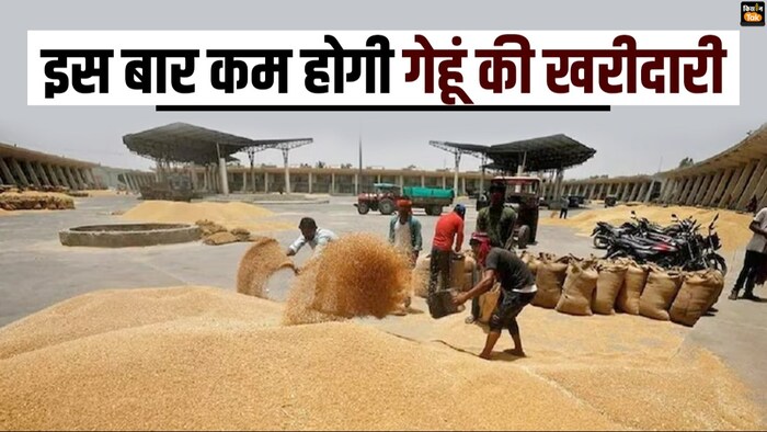 इस साल गेहूं खरीद का लक्ष्य घटाया गया है.