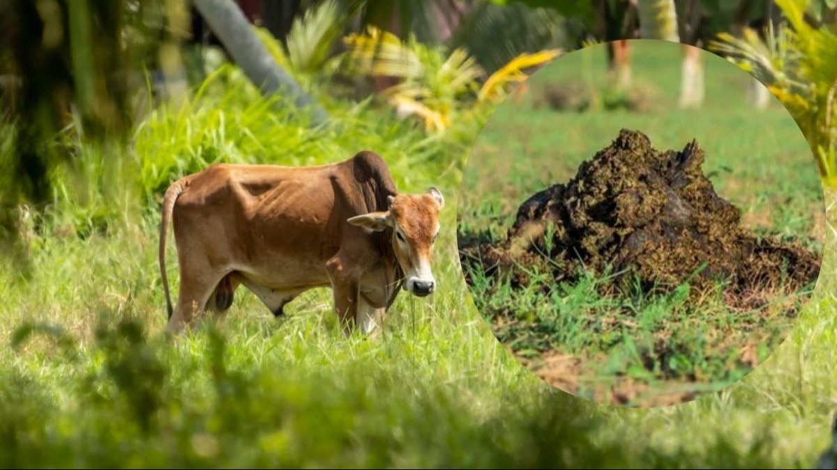 गोबर से कमाई