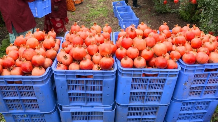 अमेरिका में एक्सपोर्ट किया गया अनार