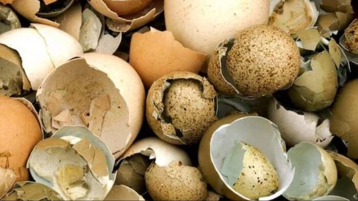 अंडे के छिलकों से बनाएं खाद