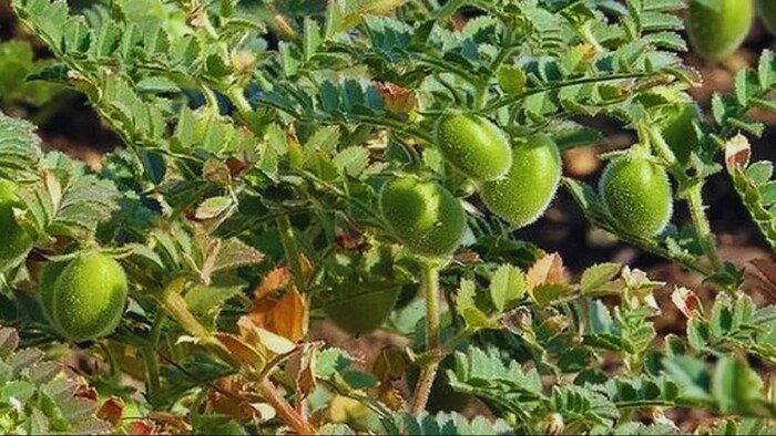 दलहनी फसल