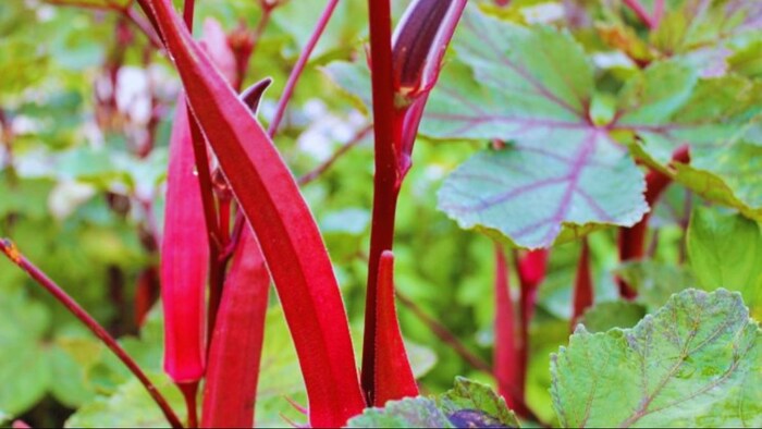 लाल भिंडी