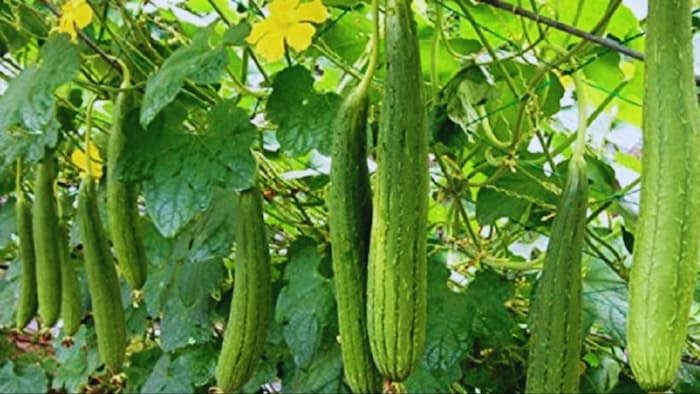 तोरई की खेती