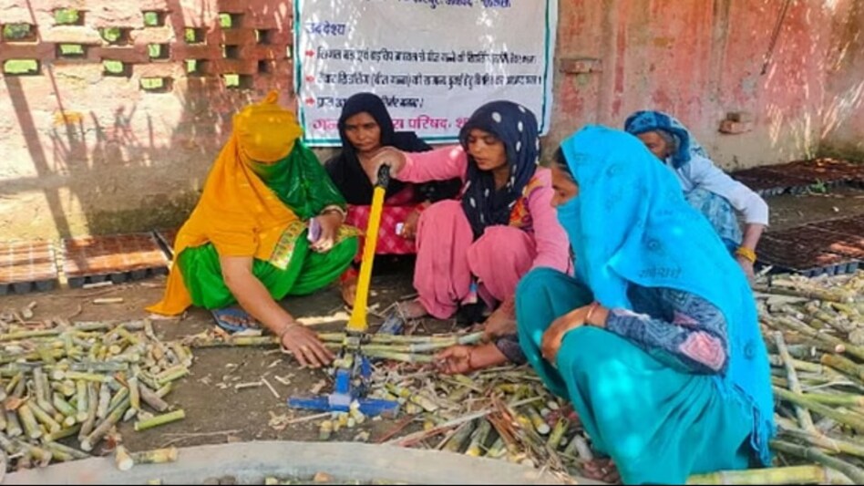 Sugarcane Nursery: गन्ने की पौध ने महिलाओं की आमदनी बढ़ाई, सालाना 80 लाख पौध उत्पादन से आत्मनिर्भर हो रही महिला शक्ति Sugarcane Nursery: गन्ने की पौध ने महिलाओं की आमदनी बढ़ाई, सालाना 80 लाख पौध उत्पादन से आत्मनिर्भर हो रही महिला शक्ति