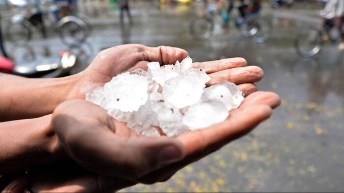 बारिश और ओलावृष्टि से फसल को पहुंचा नुकसान. (सांकेतिक फोटो)