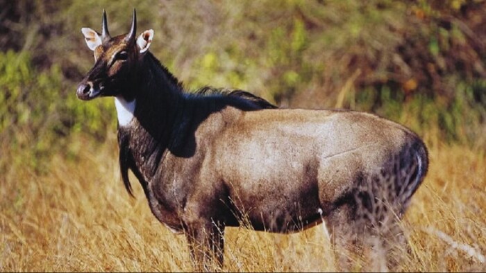 नीलगाय का आतंक