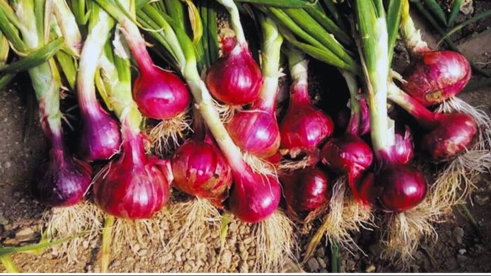 प्याज की खेती