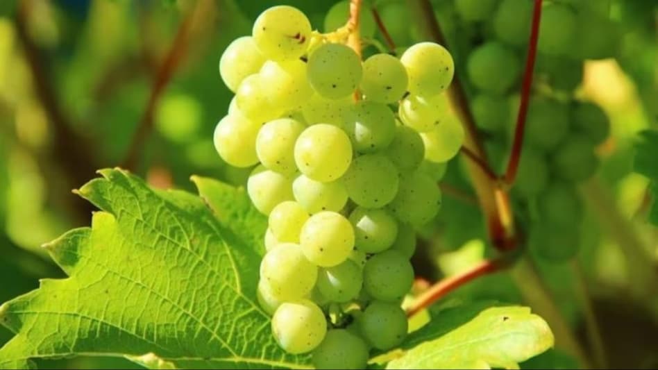 Grapes Export: यूरोपीय बाजार में भारतीय अंगूर का जलवा, मांग में 10 फीसदी उछाल से किसानों के चेहरे खिले Grapes Export: यूरोपीय बाजार में भारतीय अंगूर का जलवा, मांग में 10 फीसदी उछाल से किसानों के चेहरे खिले