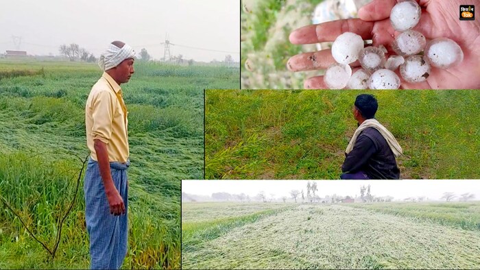 यूपी में बेमौसम बारिश से फसलों का भारी नुकसान