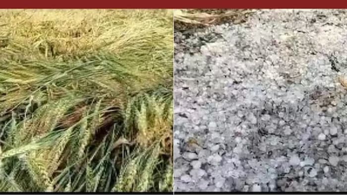 बारिश और ओलावृष्टि से फसल बर्बाद. (सांकेतिक फोटो)