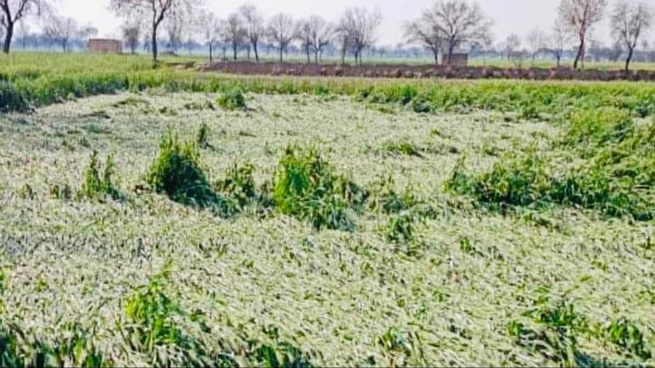 बेमौसम बारिश और ओलावृष्टि से फसलों को भारी नुकसान, 15 मार्च तक सरकार को ब्यौरा दें किसान - If farmers want crop loss compensation they should give details on e kshatipurti portal