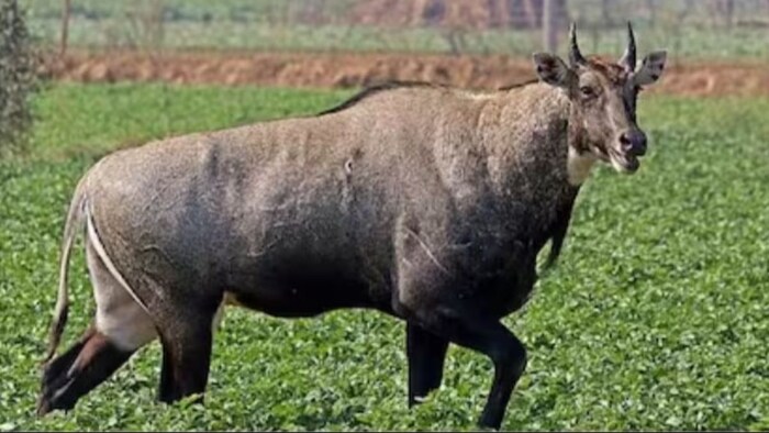 इस जुगाड़ से खेतों से भगा सकते हैं नीलगाय