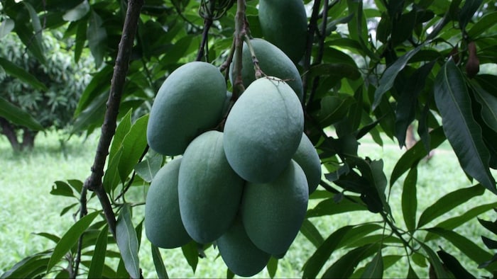 आम के मंजर का रखें ख्याल