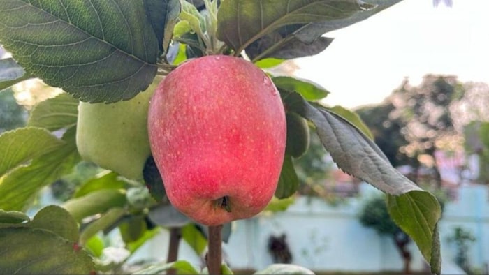 नासिक में किसान ने पहली बार उगाया सेब