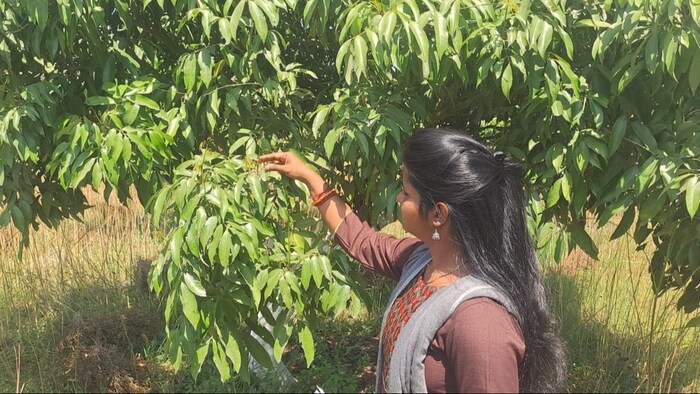 मुजफ्फरपुर की प्रसिद्ध शाही लीची