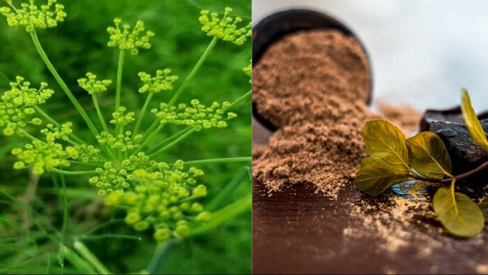 जानें कैसे बनता है हींग