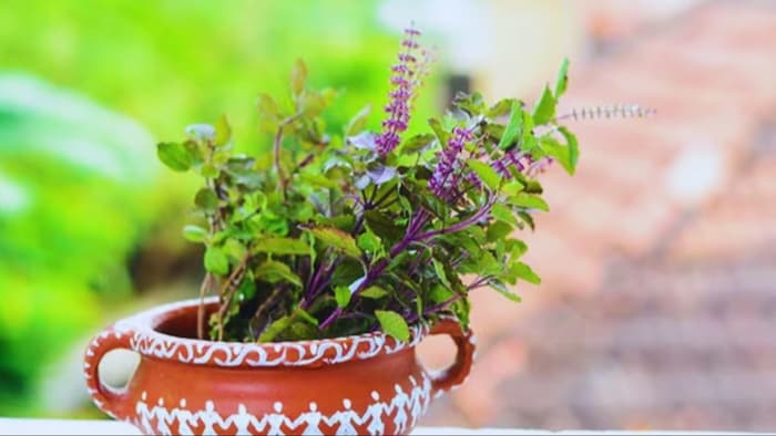 तुलसी के पौधे