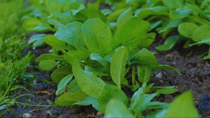 पालक की वैरायटी