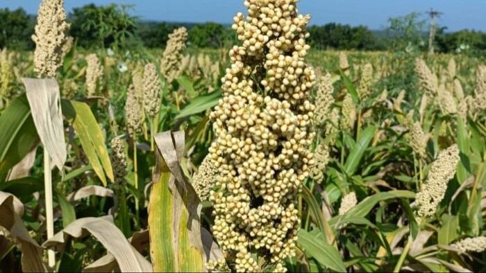 ओडिशा का मिलेट मिशन बना खास