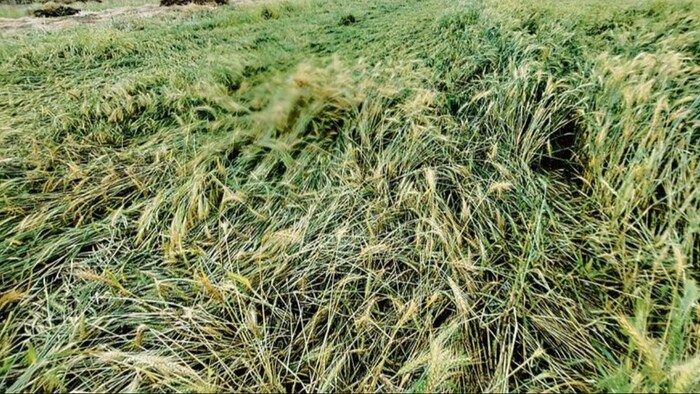 फसल बीमा