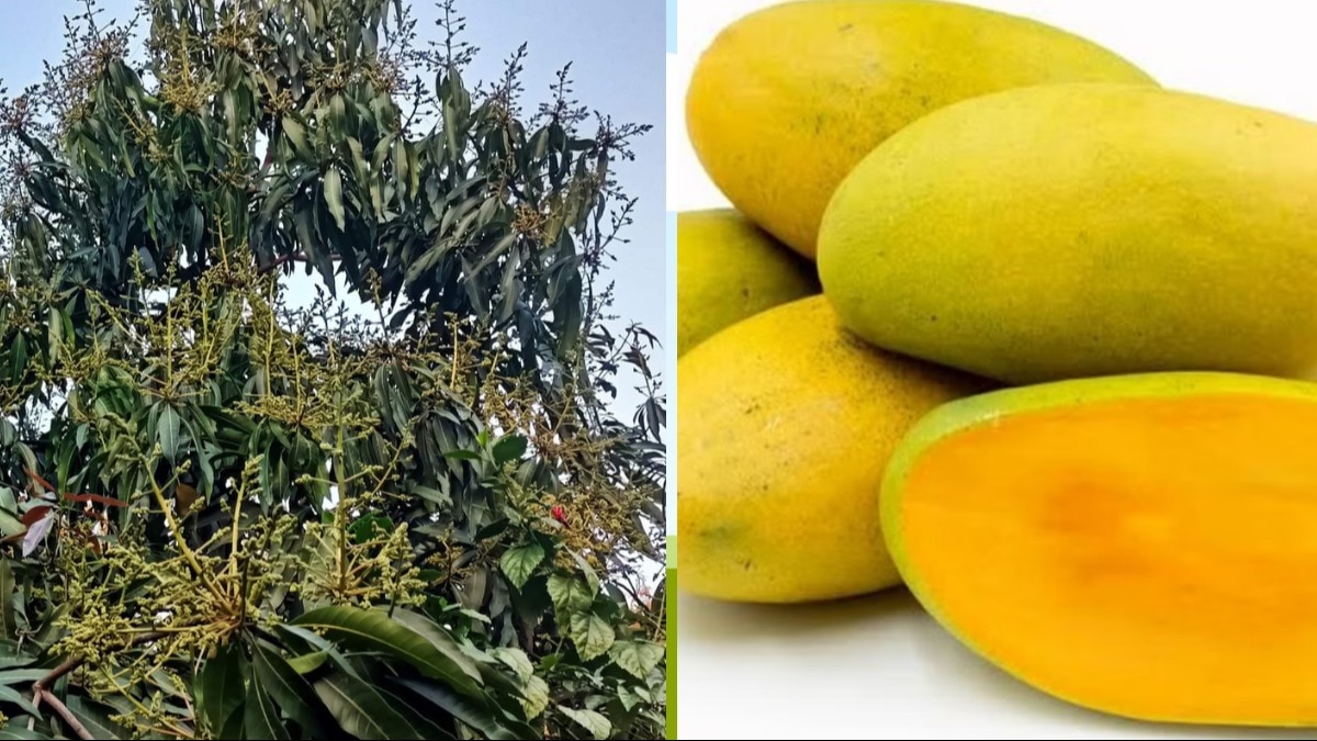 Mango Farming: बदलते मौसम से आम की फसल को बचाना जरूरी, एक्सपर्ट टिप्स को फॉलो करें किसान 