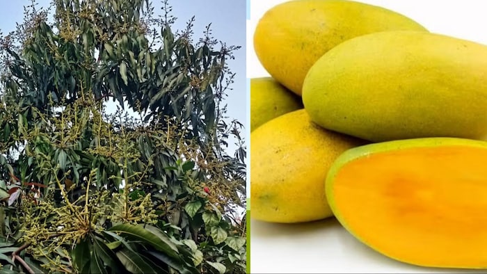 आम के पेड़ में आ गए हैं फूल तो जरूर कर लें ये काम (Photo-Kisan Tak)