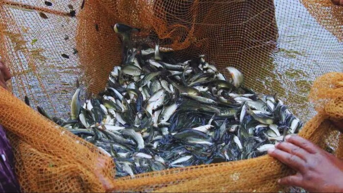 मछली पालन