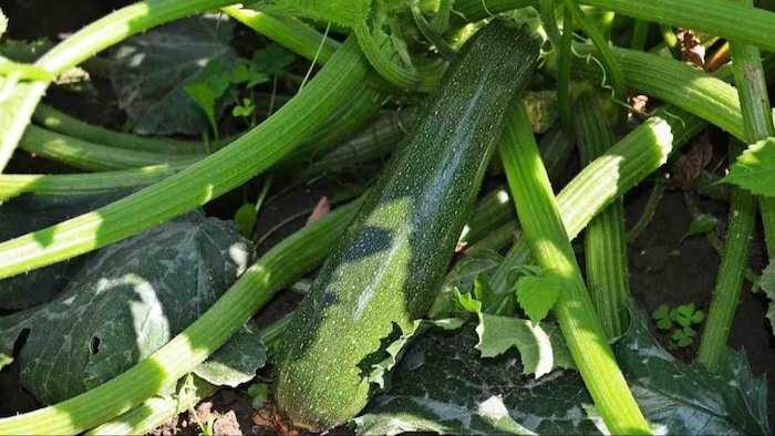 विदेशी सब्जी जुकीनी उगाए खूब कमाएं