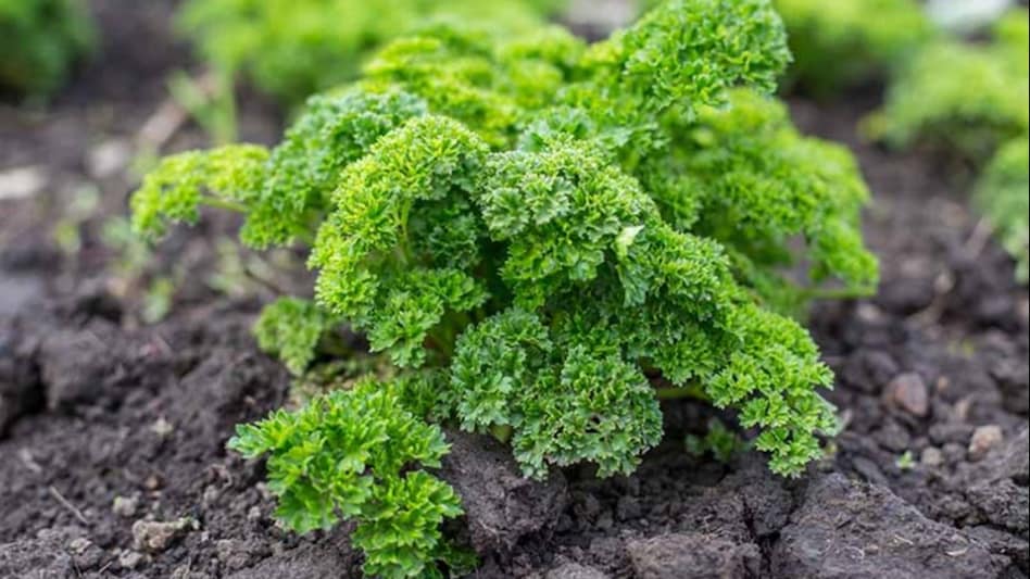 Parsley Cultivation: किसानों की आमदनी बढ़ा रही पार्सले की खेती, कम समय में हो रहा कई गुना ज्यादा मुनाफा, यहां जानें सभी डिटेल्स Parsley Cultivation: किसानों की आमदनी बढ़ा रही पार्सले की खेती, कम समय में हो रहा कई गुना ज्यादा मुनाफा, यहां जानें सभी डिटेल्स