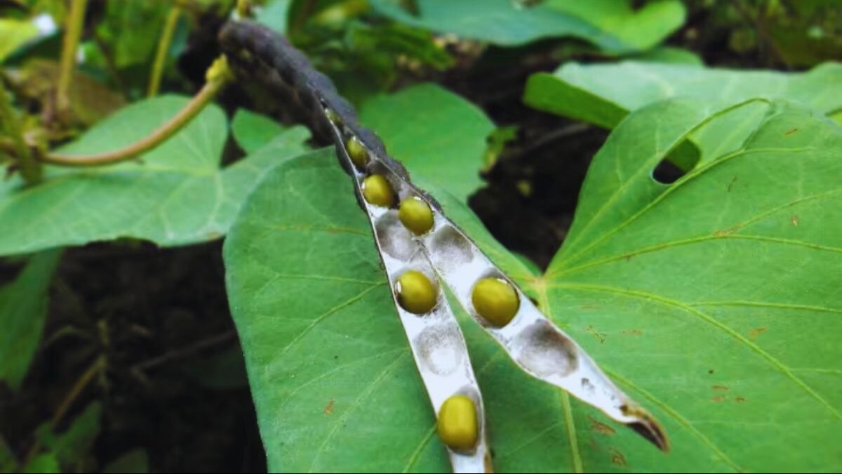 किसानों को कमाई का मौका! मूंग के बीज पर 75 फीसदी सब्सिडी दे रही ये राज्य सरकार, जानें कब तक करें आवेदन - This state government is giving 75 percent subsidy on