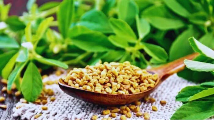 मेथी की खेती