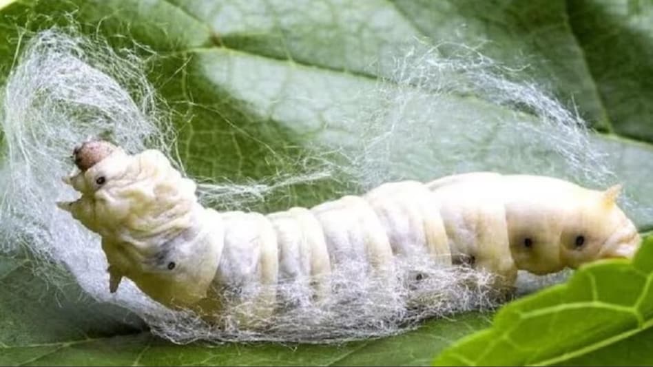 रेशम उत्पादन को बढ़ावा देने के लिए देश में चलाई जा रही है सिल्क समग्र योजना, पढ़ें पूरी जानकारी यहां - silk samagra yojana resham samagra yojana details of scheme and how